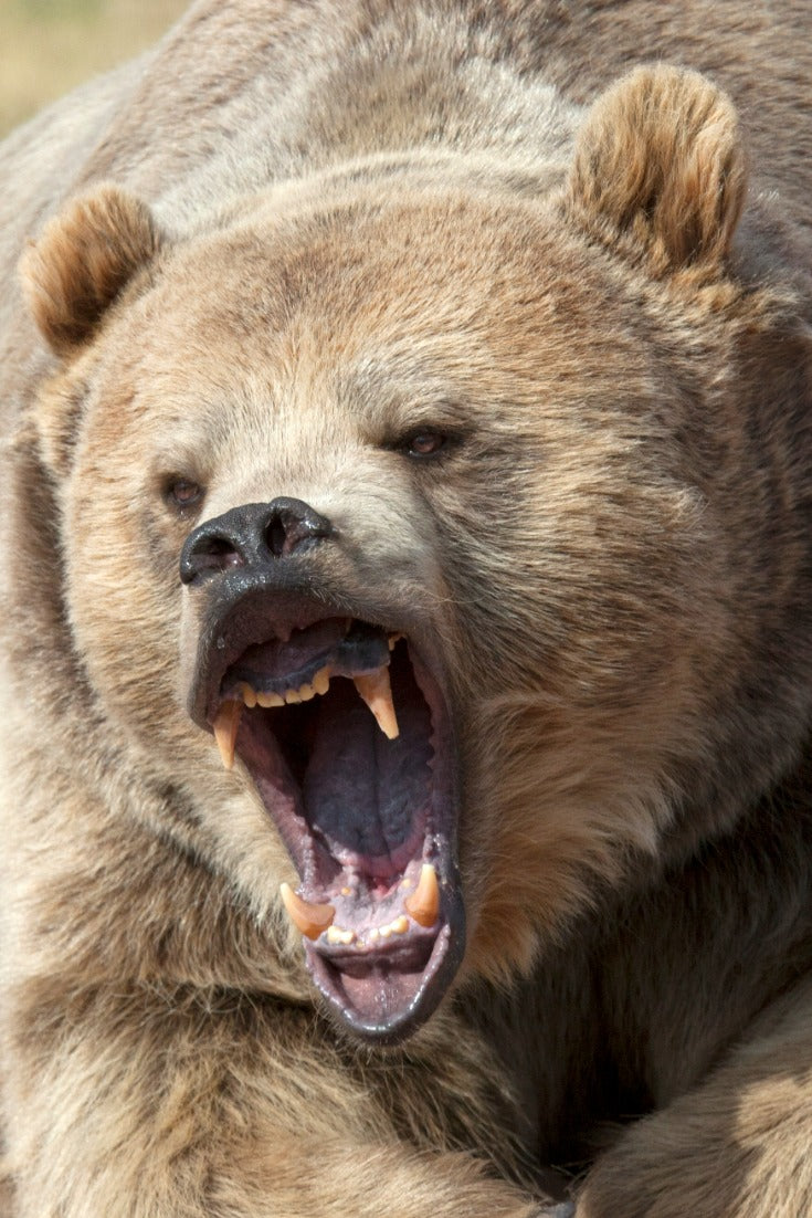 Bear Watching In Alaska