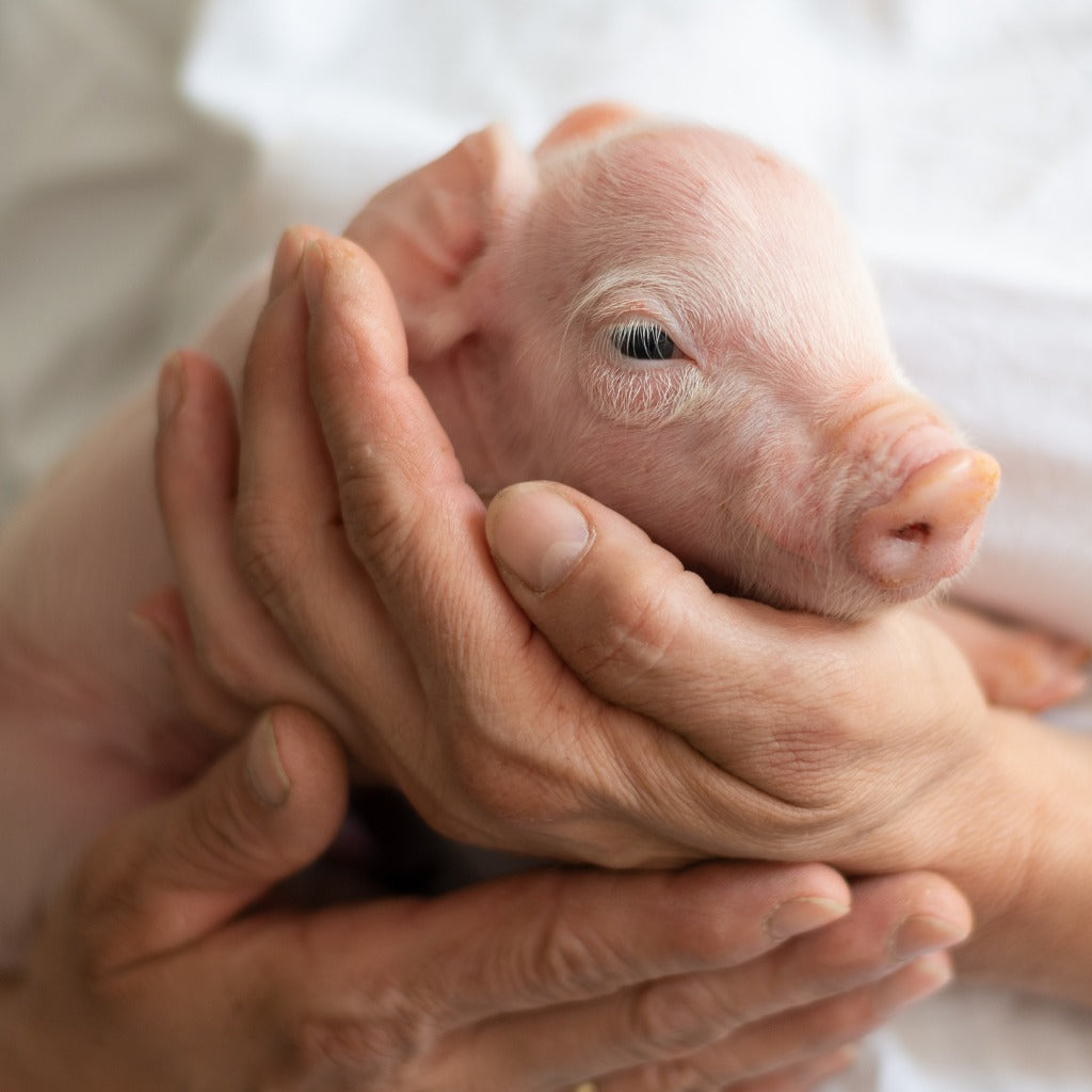Unconventional Pet Choices for Bold Seniors