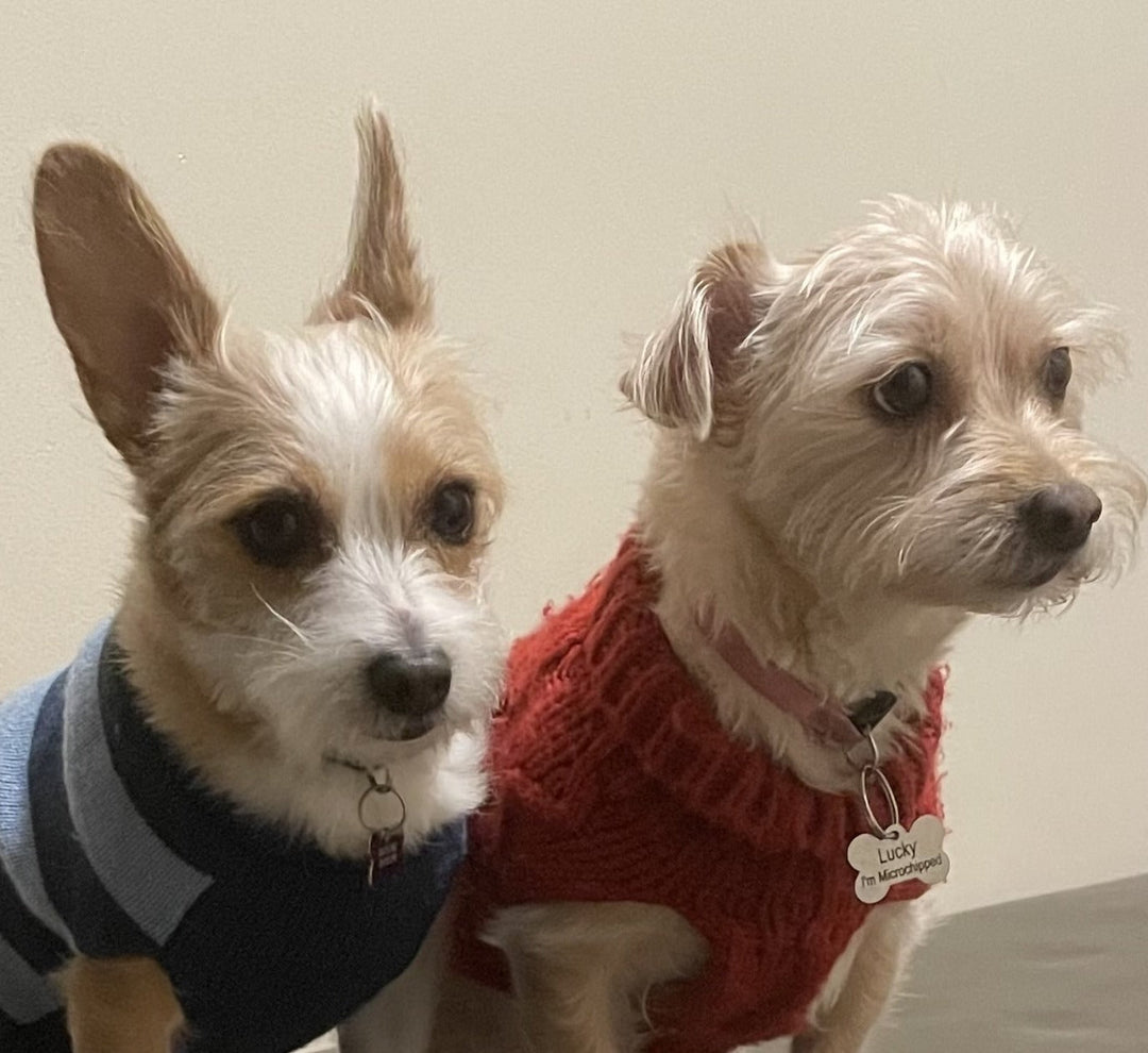 Why So Many Senior Citizens Have TWO Terriers
