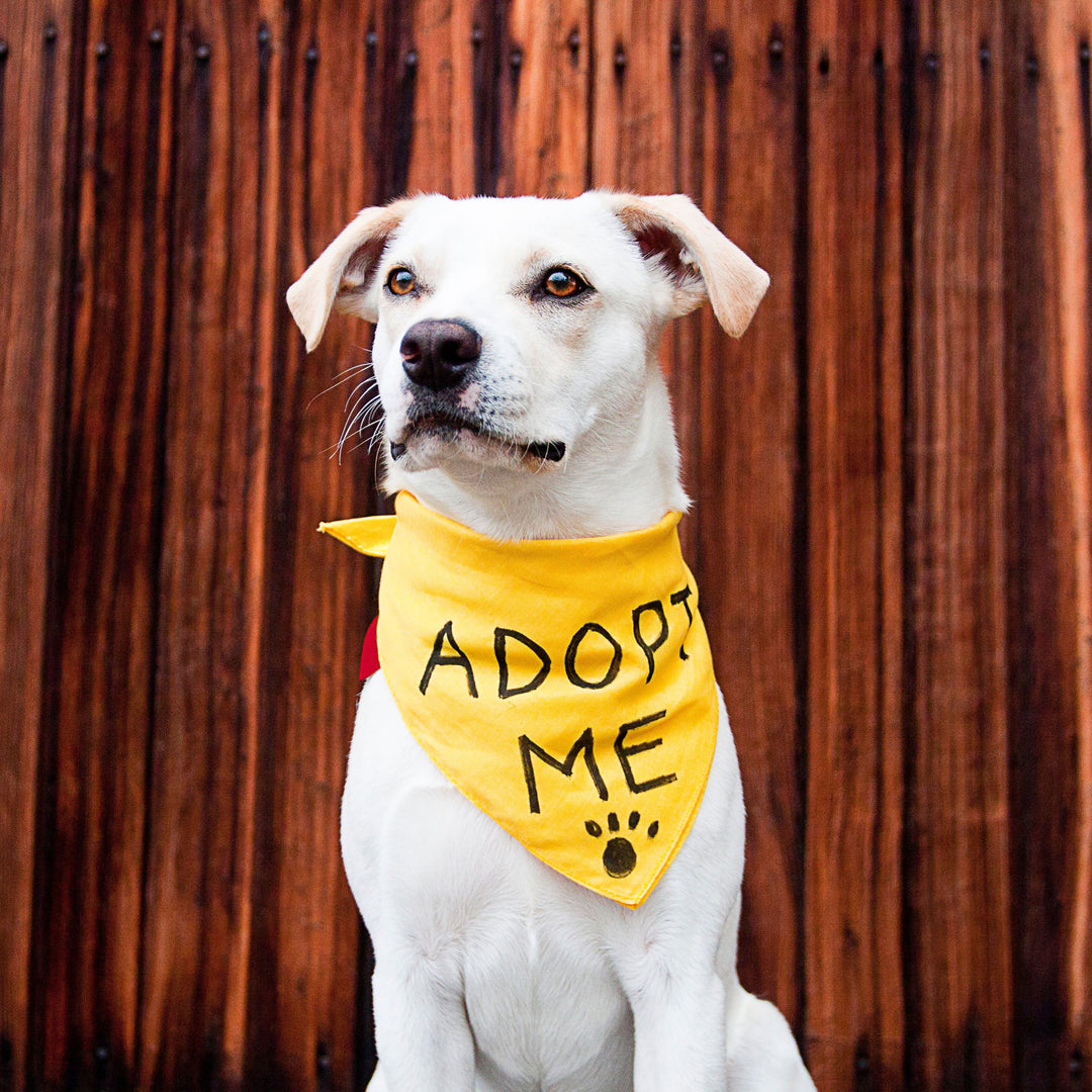 Furever Home: Why Pet Adoption Wins Hearts (with a Side of Paw-sitive Rebellion)