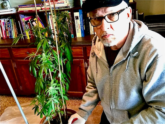 Try A Little Cannabis Gardening